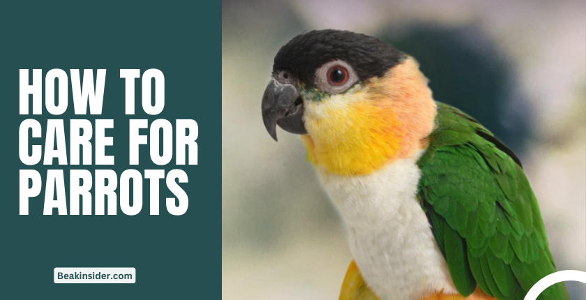 How to care for parrots