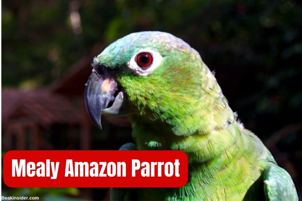 How Many Species Of Parrots Are There? Complete Guide