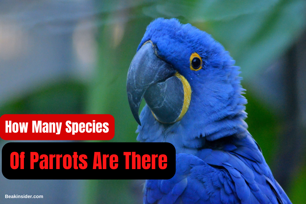 How Many Species Of Parrots Are There? Complete Guide