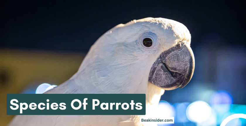 How Many Species Of Parrots Are There? Complete Guide