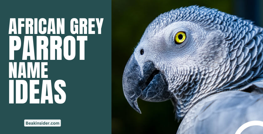 African Grey Parrot Names