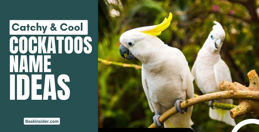 good-cockatoos-names-list-a-for-pet-partner-2024