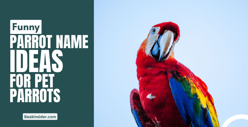 480+ Funny Parrot Names List for Different Pet Species