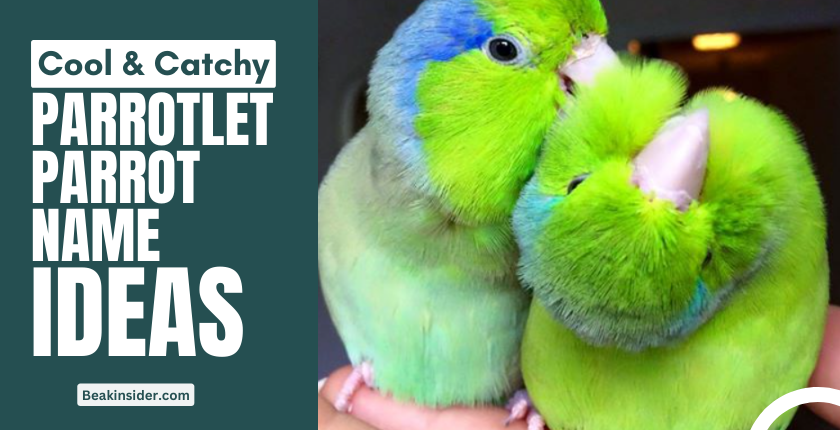 400-good-small-parrotlet-parrot-names-list-ideas