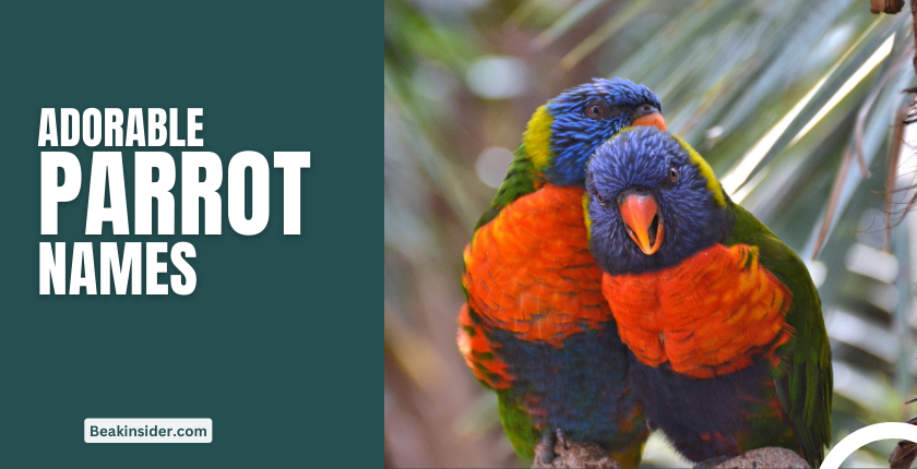 100-adorable-parrot-names-for-your-little-pet-beakinsider