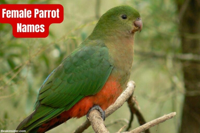 100-adorable-parrot-names-for-your-little-pet-beakinsider