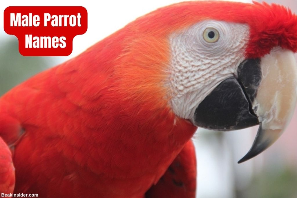 100-adorable-parrot-names-for-your-little-pet-beakinsider