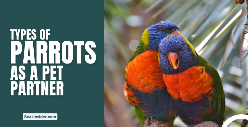 types of parrots as pets