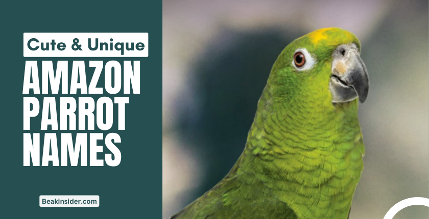 Amazon parrot names