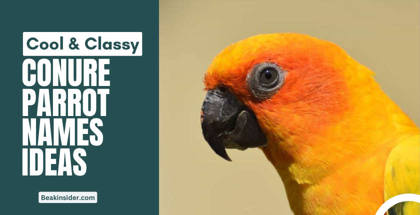 Conure parrot names