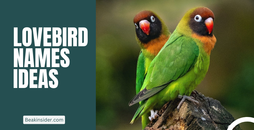 Lovebird names ideas