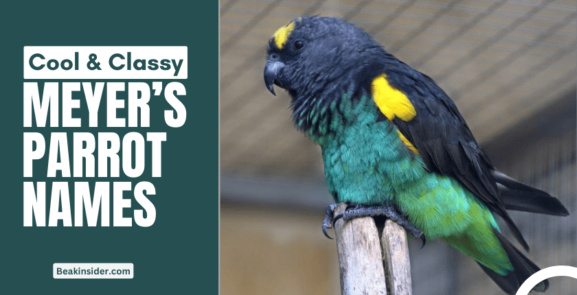 Meyer's parrot names