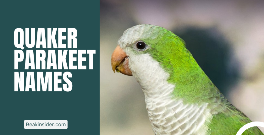 Quaker Parakeet Name Ideas