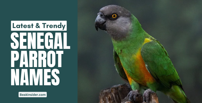 Senegal parrot names
