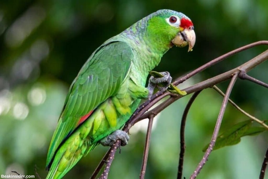 100+ Amazon Parrot Names For Your Pet Partner - Beakinsider