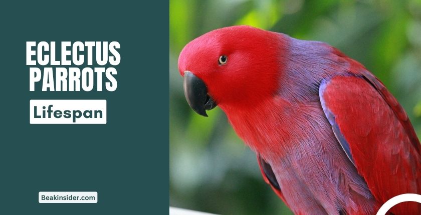 How Long Can A Parrot Live? [Avg. Life Span of Parrot Species]