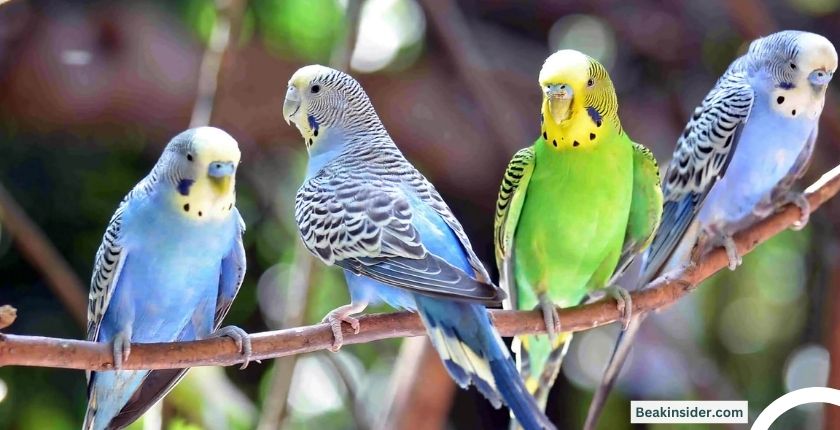 Best Green Parrot Name Ideas for Male and Female [2024]