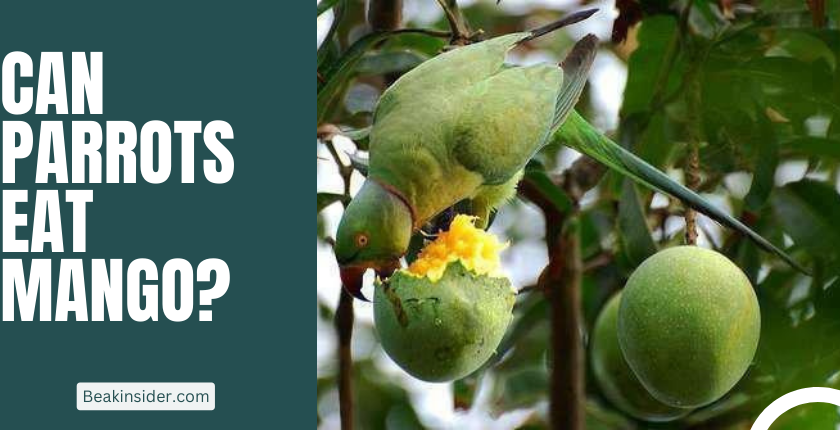 can parrots eat mangoes