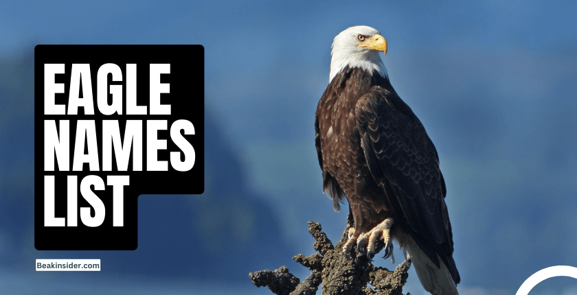 Eagle Names