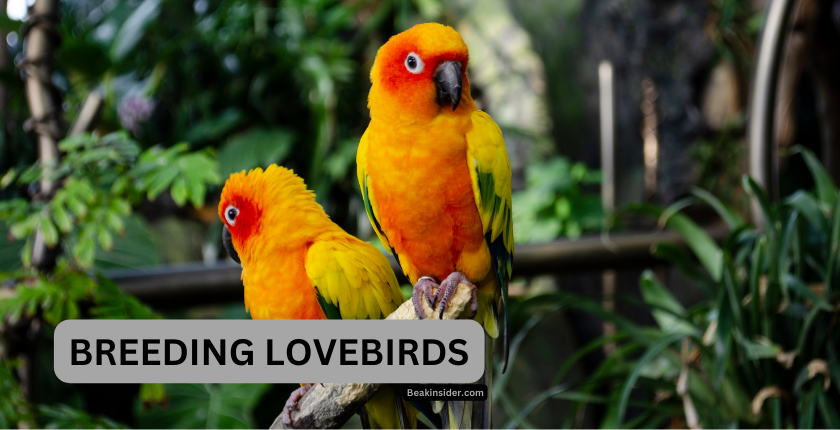 BREEDING-LOVEBIRDS