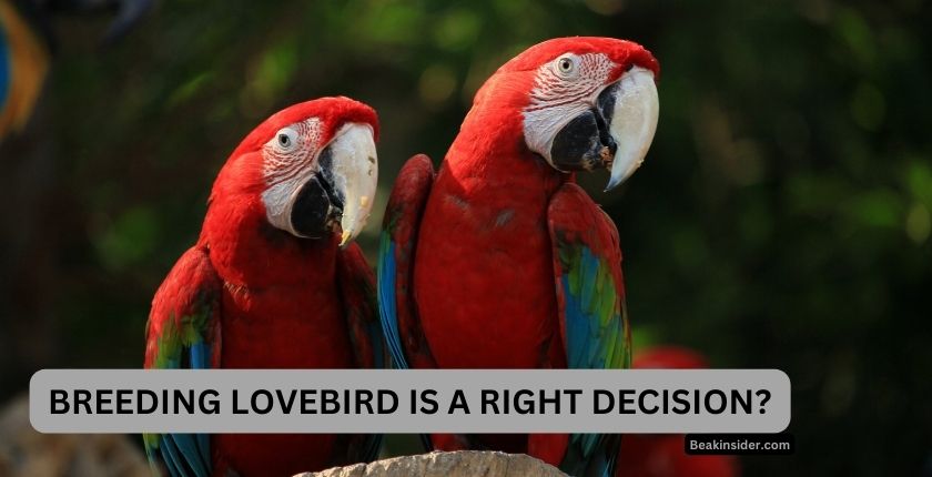 Breeding Lovebirds Interesting Facts