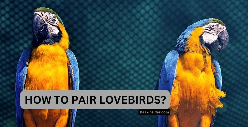 How To Pair Lovebirds?