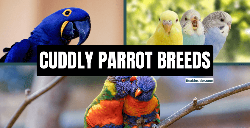 Cuddly Parrot Breeds