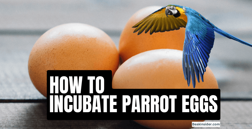 How To Incubate Parrot Eggs