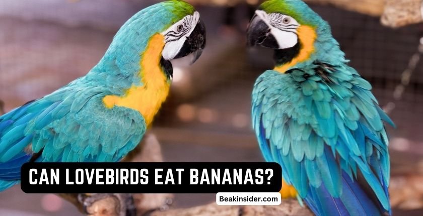 Can Lovebirds Eat Bananas?