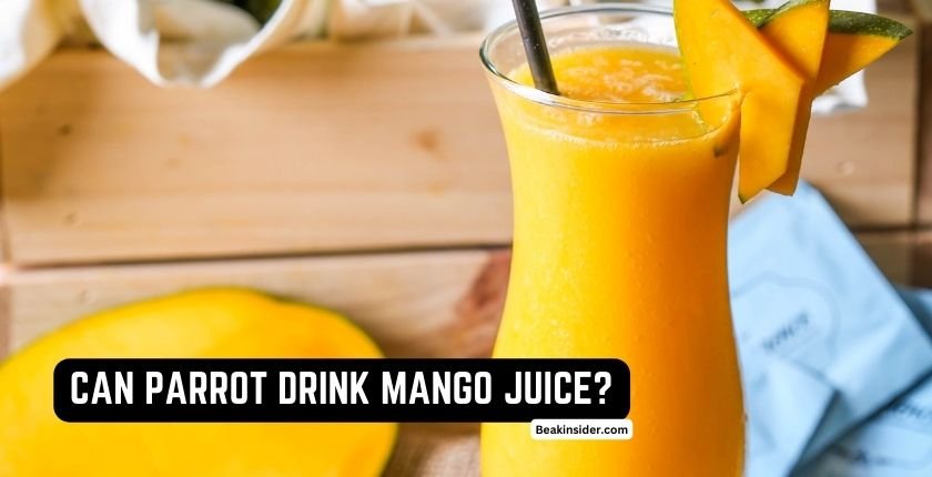 Can Parrots Drink Mango Juice?