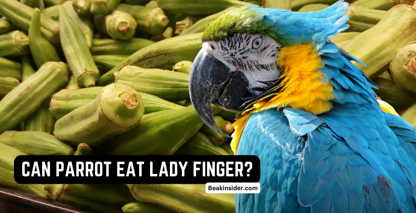 CAN-PARROT-EAT-LADY-FINGER