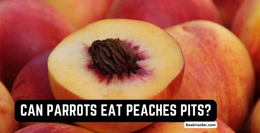 Can Parrots Eat Peaches Pits?