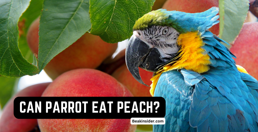 CAN-PARROTS-EAT-PEACH