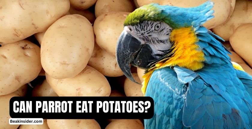 CAN-PARROT-EAT-POTATOES