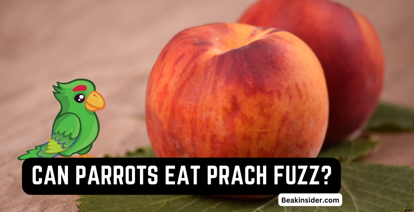 Can Parrots Eat Peach Fuzz?