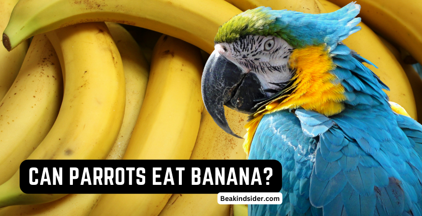 CAN-PARROTS-EAT-BANANA