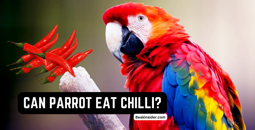 Can Parrot Eat Chilli? - What You Need to Know