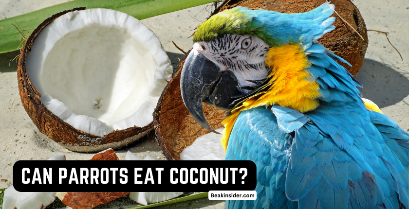 CAN-PARROTS-EAT-COCONUT