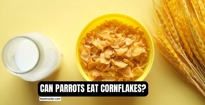 Can Parrots Eat Cornflakes?