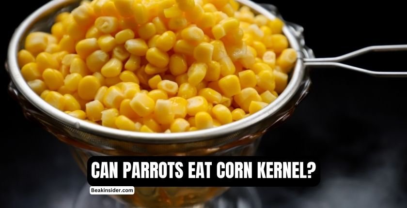 Can Parrots Eat Corn Kernels?