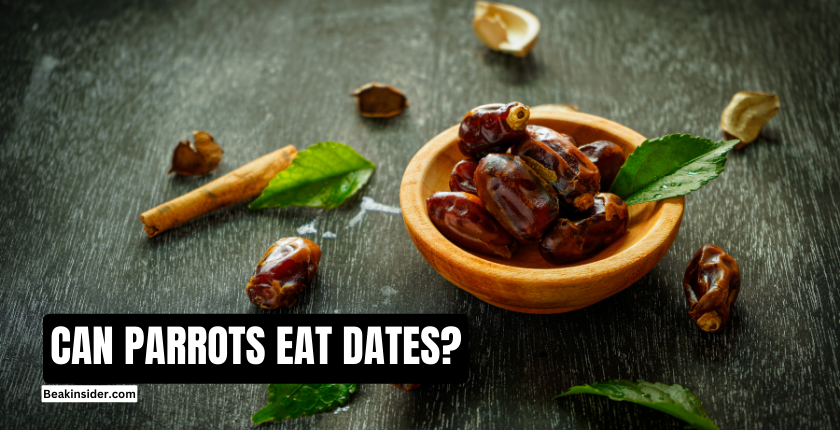 CAN-PARROTS-EAT-DATES