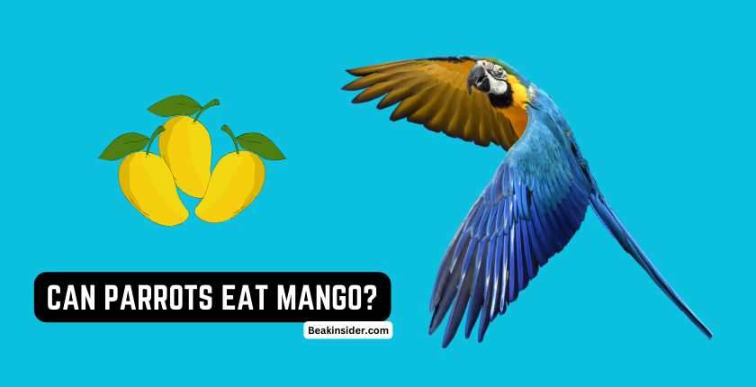 CAN-PARROTS-EAT-MANGO