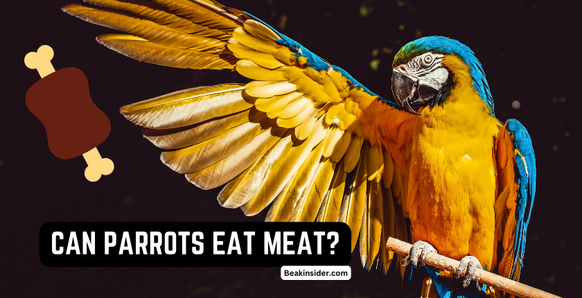 Can Parrot Eat Meat? - Everything You Need to Know