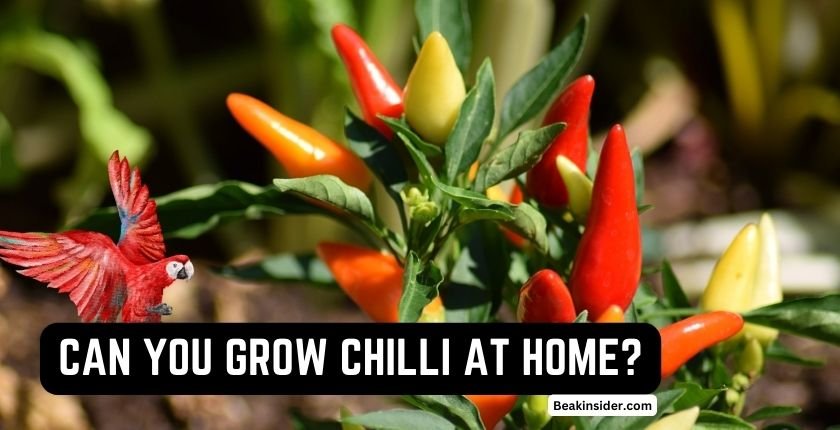 Can You Grow Chilli at Home?