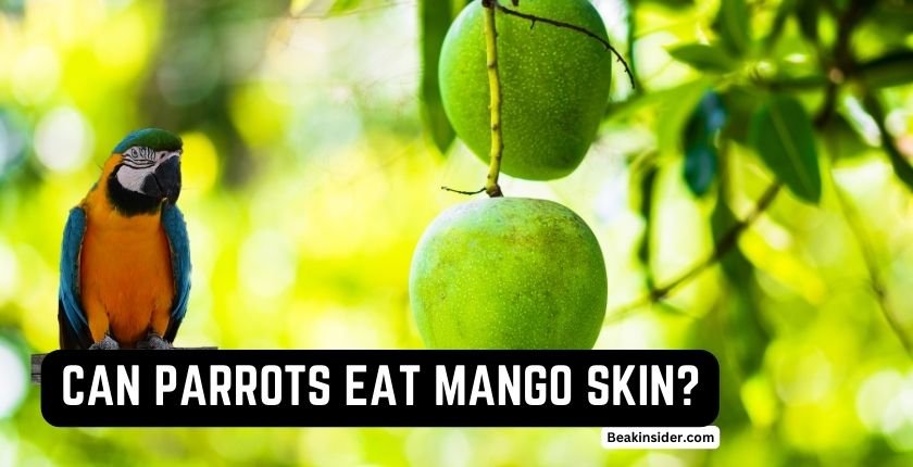 Can Parrots Eat Mango Skin?