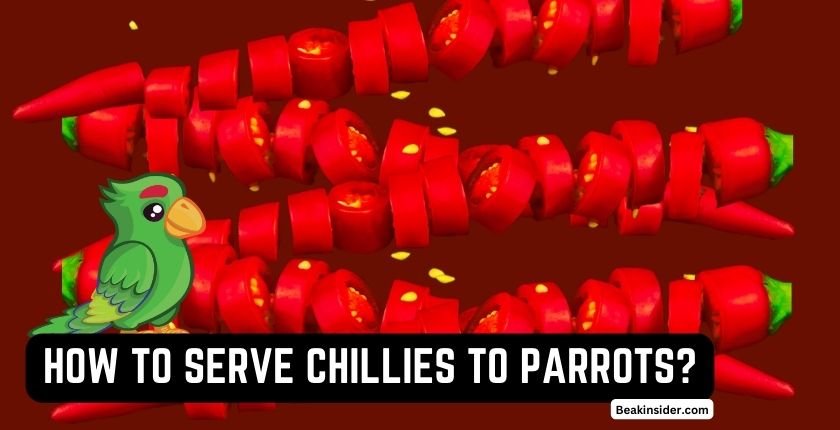 How to Serve Chillies to Parrots?