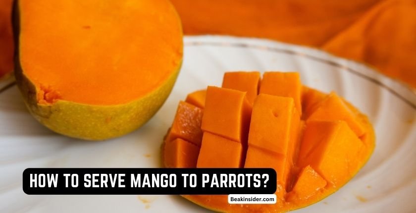 How to Serve Mango to Parrots?