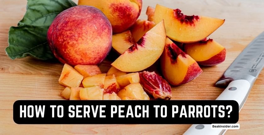 How to Serve Peaches to Parrots?