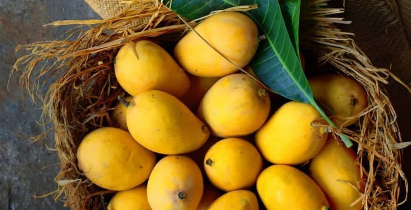 Which Parrot Species Eat Mangoes?