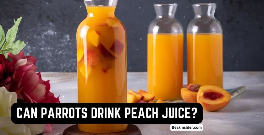 Can Parrots Drink Peach Juice?